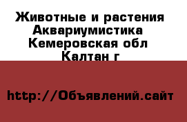 Животные и растения Аквариумистика. Кемеровская обл.,Калтан г.